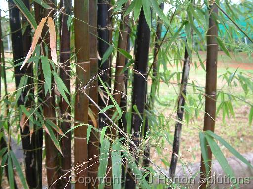 Bamboo Timor Black 